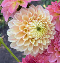 Load image into Gallery viewer, Sweet Suzanne
