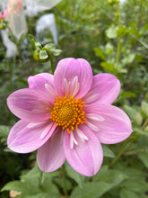 Load image into Gallery viewer, Bloomquist KellyAnn
