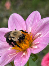 Load image into Gallery viewer, Bloomquist KellyAnn
