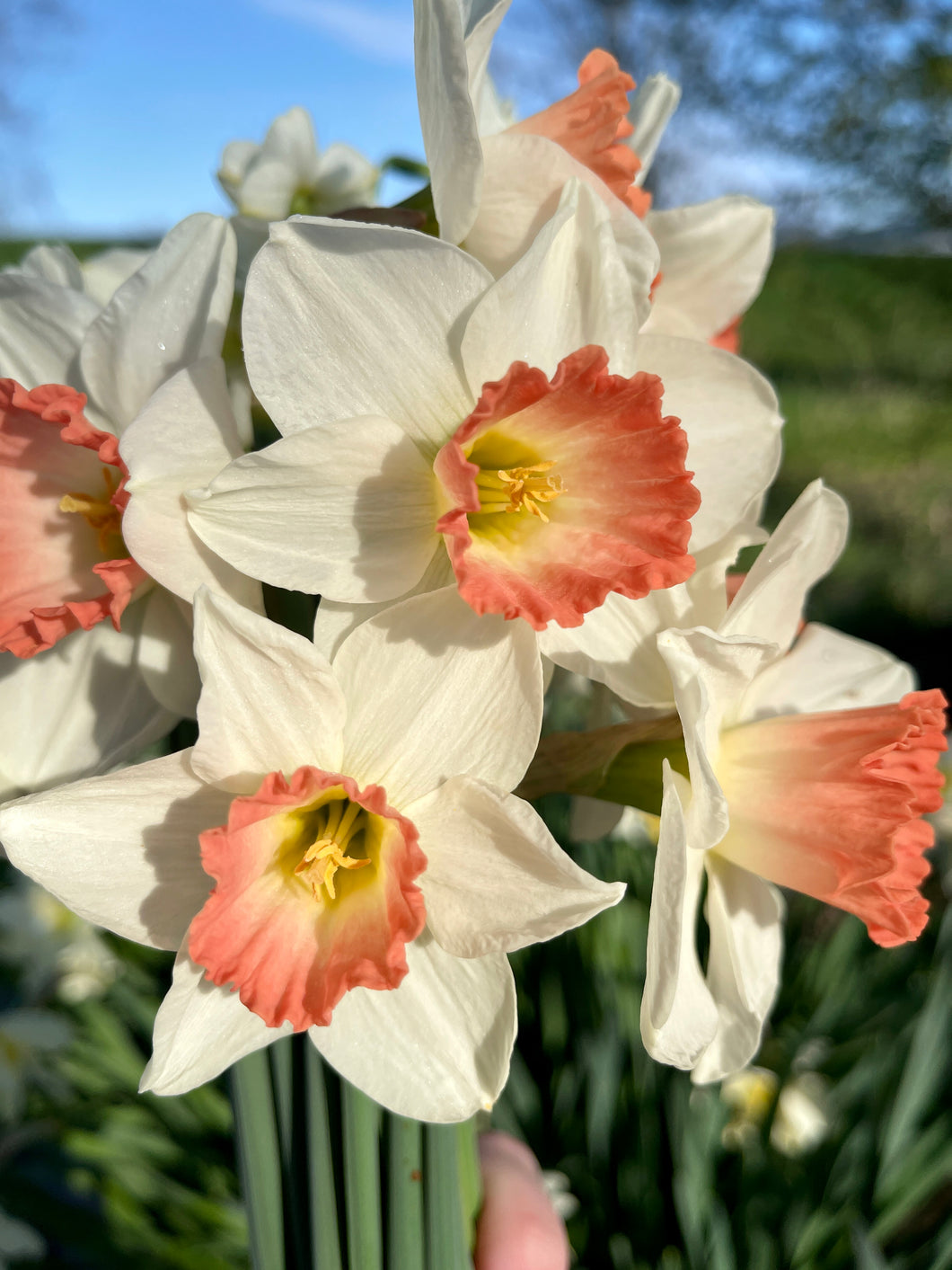 Specialty Narcissus | Pink Charm | 75 Bulbs