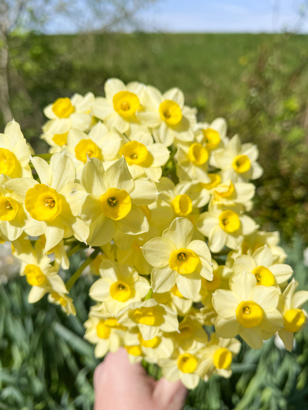 Specialty Narcissus | Minnow | 10 Bulbs