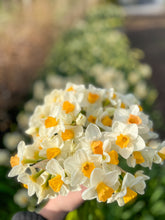 Load image into Gallery viewer, Specialty Narcissus | Kapiti Peach | 10 Bulbs
