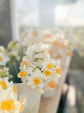 Load image into Gallery viewer, Specialty Narcissus | Kapiti Peach | 10 Bulbs

