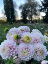 Load image into Gallery viewer, Wizard of Oz
