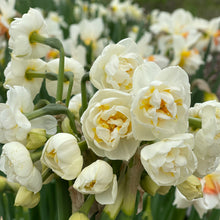 Load image into Gallery viewer, Specialty Narcissus | Bridal Crown | 75
